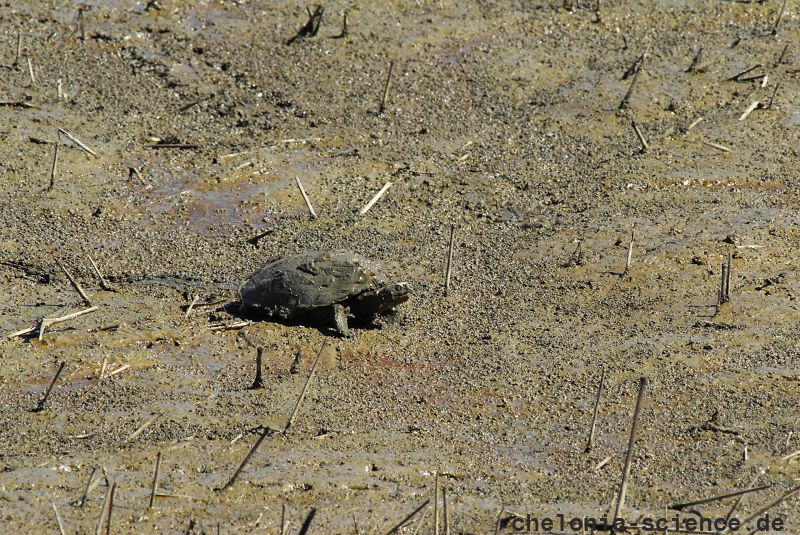 Zierschildkröte, Chrysemys picta, auf der Präzisionswanderung – © Timothy C.  Roth II Zierschildkröte, Chrysemys picta, auf der Präzisionswanderung – © Timothy C.  Roth II