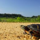 Zierschildkröte, Chrysemys picta, auf der Präzisionswanderung – © Timothy C. Roth II Zierschildkröte, Chrysemys picta, auf der Präzisionswanderung – © Timothy C. Roth II