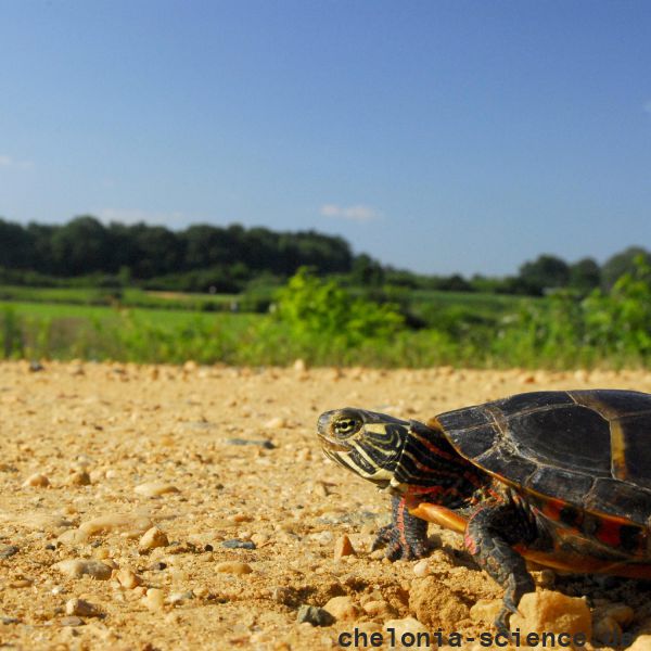 Zierschildkröte, Chrysemys picta, auf der Präzisionswanderung – © Timothy C.  Roth II Zierschildkröte, Chrysemys picta, auf der Präzisionswanderung – © Timothy C.  Roth II