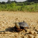 Zierschildkröte, Chrysemys picta, auf der Präzisionswanderung – © Timothy C. Roth II Zierschildkröte, Chrysemys picta, auf der Präzisionswanderung – © Timothy C. Roth II