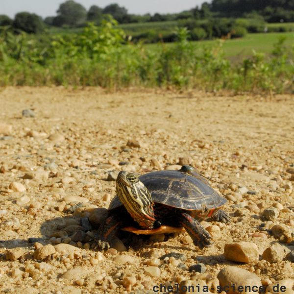 Zierschildkröte, Chrysemys picta, auf der Präzisionswanderung – © Timothy C.  Roth II Zierschildkröte, Chrysemys picta, auf der Präzisionswanderung – © Timothy C.  Roth II