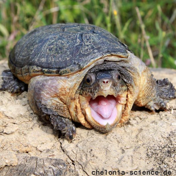 Großkopf-Schlammschildkröte, Claudius angustatus, – © Robert Hentschel (www.chrysemys.com) Großkopf-Schlammschildkröte, Claudius angustatus, – © Robert Hentschel (www.chrysemys.com)