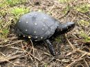 Tropfenschildkröte, Clemmys guttata, – © Eric B. Liebgold