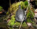 Tropfenschildkröte, Clemmys guttata, – © Grover Brown