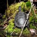 Tropfenschildkröte, Clemmys guttata, – © Grover Brown