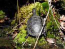 Tropfenschildkröte, Clemmys guttata, – © Grover Brown