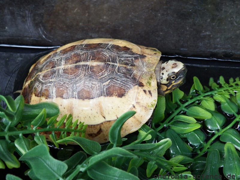 Zentralvietnamesische Scharnierschildkröte, Cuora bourreti, – © Hans-Jürgen Bidmon Zentralvietnamesische Scharnierschildkröte, Cuora bourreti, – © Hans-Jürgen Bidmon