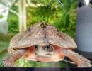 Vietnamesische Dreistreifen-Scharnierschildkröte, Cuora cyclornata annamitica, – © Hans-Jürgen Bidmon