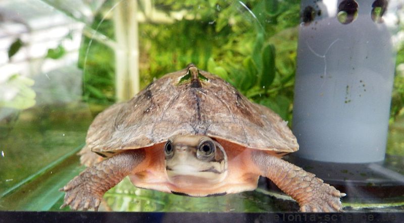 Vietnamesische Dreistreifen-Scharnierschildkröte, Cuora cyclornata annamitica, – © Hans-Jürgen Bidmon Vietnamesische Dreistreifen-Scharnierschildkröte, Cuora cyclornata annamitica, – © Hans-Jürgen Bidmon