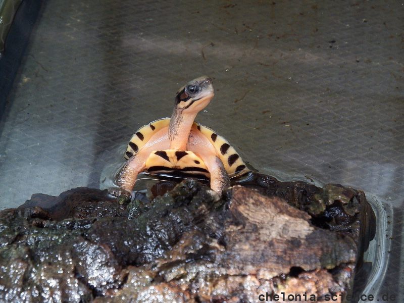 Vietnamesische Dreistreifen-Scharnierschildkröte, Cuora cyclornata cyclornata, – © Hans-Jürgen Bidmon Vietnamesische Dreistreifen-Scharnierschildkröte, Cuora cyclornata cyclornata, – © Hans-Jürgen Bidmon