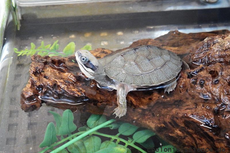 Vietnamesische Dreistreifen-Scharnierschildkröte, Cuora cyclornata meieri, – © Hans-Jürgen Bidmon Vietnamesische Dreistreifen-Scharnierschildkröte, Cuora cyclornata meieri, – © Hans-Jürgen Bidmon