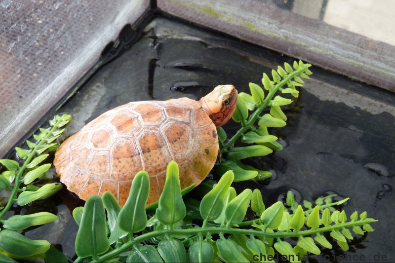Hinterindische Scharnierschildkröte, Cuora galbinifrons, – © Hans-Jürgen Bidmon Hinterindische Scharnierschildkröte, Cuora galbinifrons, – © Hans-Jürgen Bidmon