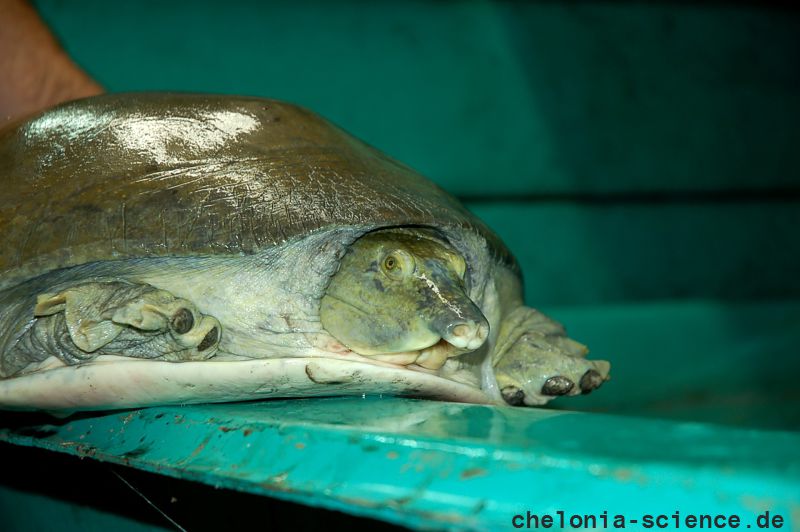 Gefleckte Klappen-Weichschildkröte, Cyclanorbis elegans, – © Tomas Diagne Gefleckte Klappen-Weichschildkröte, Cyclanorbis elegans, – © Tomas Diagne