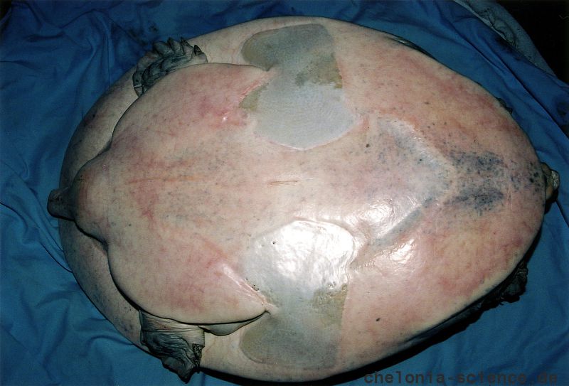 Gefleckte Klappen-Weichschildkröte, Cyclanorbis elegans, Ventralansicht – © Tomas Diagne Gefleckte Klappen-Weichschildkröte, Cyclanorbis elegans, Ventralansicht – © Tomas Diagne