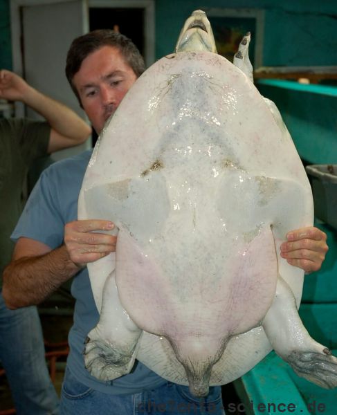 Gefleckte Klappen-Weichschildkröte, Cyclanorbis elegans, Patrick Baker mit einem großen männlichen Tier – © Tomas Diagne Gefleckte Klappen-Weichschildkröte, Cyclanorbis elegans, Patrick Baker mit einem großen männlichen Tier – © Tomas Diagne
