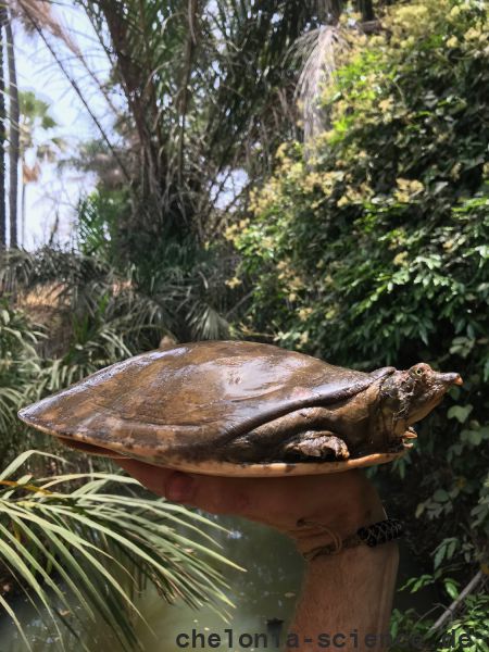 Senegal-Klappen-Weichschildkröte, Cyclanorbis senegalensis, – © Pearson McGovern Senegal-Klappen-Weichschildkröte, Cyclanorbis senegalensis, – © Pearson McGovern