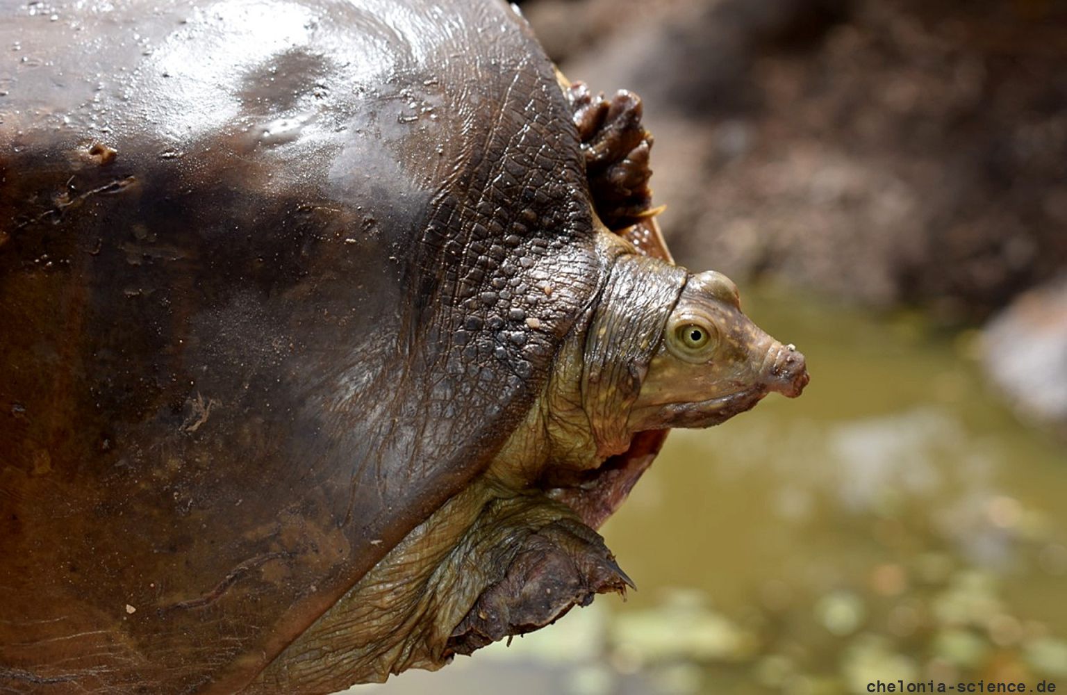 Senegal-Klappen-Weichschildkröte, Cyclanorbis senegalensis, – © Pearson McGovern