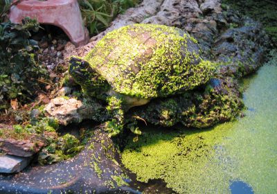 Cyclemys dentata – Indomalaiische Blattschildkröte