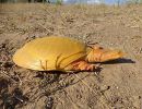 Graue Klappen-Weichschildkröte, Cycloderma frenatum, – © Martin Leyendecker