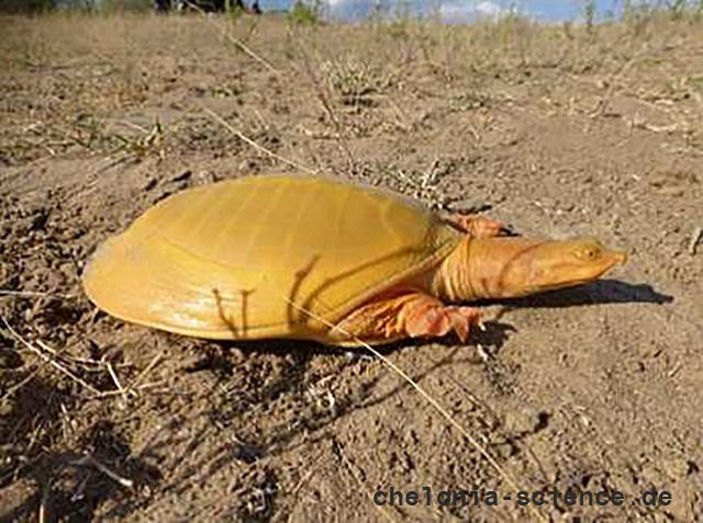 Graue Klappen-Weichschildkröte, Cycloderma frenatum, – © Martin Leyendecker Graue Klappen-Weichschildkröte, Cycloderma frenatum, – © Martin Leyendecker