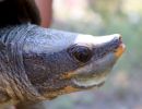 Tabascoschildkröte, Dermatemys mawii, – © Keyla C. Moo-Arguello