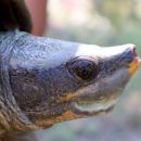 Tabascoschildkröte, Dermatemys mawii, – © Keyla C. Moo-Arguello