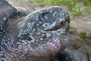 Lederschildkröte, Dermochelys coriacea, auf Grenada nistend – © Kate Charles, Ocean Spirits Inc.