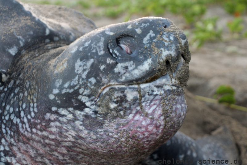 Lederschildkröte, Dermochelys coriacea, auf Grenada nistend – © Kate Charles, Ocean Spirits Inc. Lederschildkröte, Dermochelys coriacea, auf Grenada nistend – © Kate Charles, Ocean Spirits Inc.