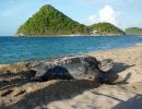 Lederschildkröte, Dermochelys coriacea, auf Grenada nistend – © Kate Charles, Ocean Spirits Inc.