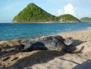 Lederschildkröte, Dermochelys coriacea, auf Grenada nistend – © Kate Charles, Ocean Spirits Inc.