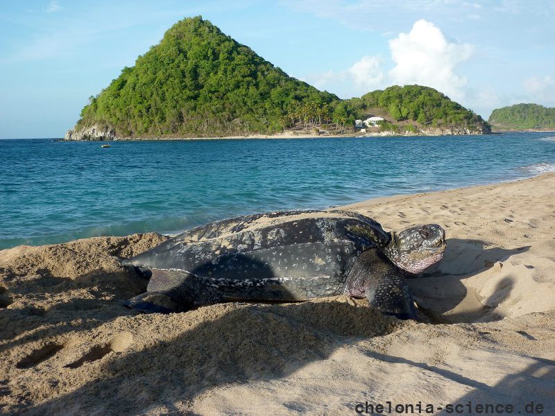 Lederschildkröte, Dermochelys coriacea, auf Grenada nistend – © Kate Charles, Ocean Spirits Inc. Lederschildkröte, Dermochelys coriacea, auf Grenada nistend – © Kate Charles, Ocean Spirits Inc.