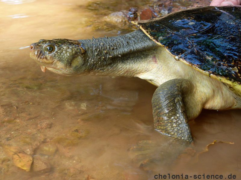 Mary-River-Schildkröte, Elusor macrurus, – © Marilyn Connell Mary-River-Schildkröte, Elusor macrurus, – © Marilyn Connell