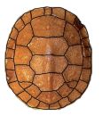 Amerikanische Sumpfschildkröte, Emydoidea blandingii, Carapaxaufsicht von einem Schlüpfling mit zwei symmetrischen Rippenschildanomalien – © Gerardo A. Cordero