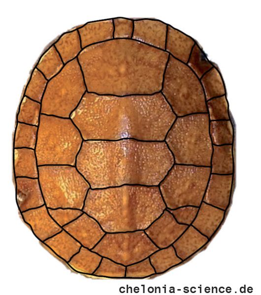 Amerikanische Sumpfschildkröte, Emydoidea blandingii, Carapaxaufsicht von einem Schlüpfling mit zwei symmetrischen Rippenschildanomalien – © Gerardo A. Cordero Amerikanische Sumpfschildkröte, Emydoidea blandingii, Carapaxaufsicht von einem Schlüpfling mit zwei symmetrischen Rippenschildanomalien – © Gerardo A. Cordero