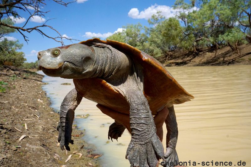 Cooper-Creek-Spitzkopfschildkröte, Emydura macquarii emmotti, – © Donald T. McKnight Cooper-Creek-Spitzkopfschildkröte, Emydura macquarii emmotti, – © Donald T. McKnight