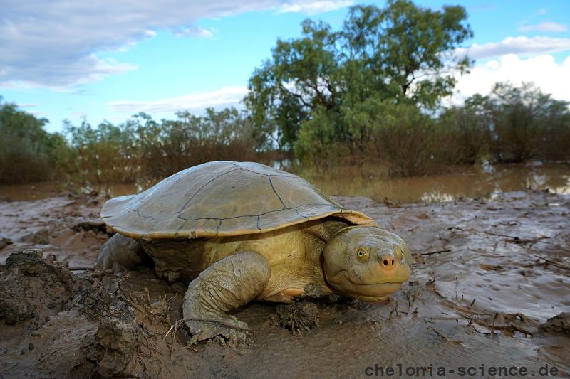 Cooper-Creek-Spitzkopfschildkröte, Emydura macquarii emmotti, – © Donald T. McKnight Cooper-Creek-Spitzkopfschildkröte, Emydura macquarii emmotti, – © Donald T. McKnight