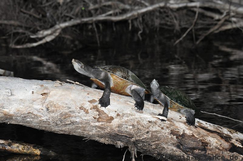 Kreffts Spitzkopfschildkröte, Emydura macquarii krefftii, zwei mondbadende Exemplare am Rossfluss – © Eric J. Nordberg Kreffts Spitzkopfschildkröte, Emydura macquarii krefftii, zwei mondbadende Exemplare am Rossfluss – © Eric J. Nordberg