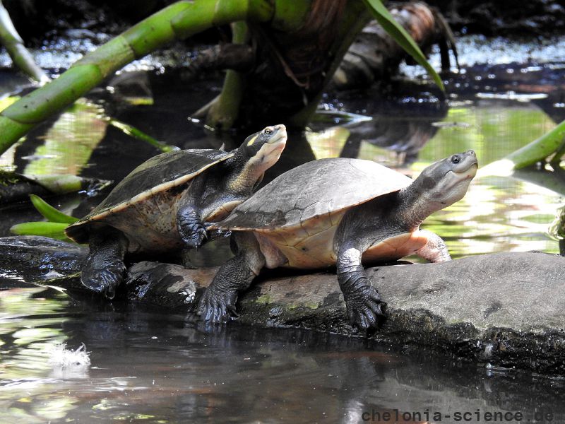 Nordaustralische Spitzkopfschildkröte, Emydura tanybaraga, – © Gerald Kuchling Nordaustralische Spitzkopfschildkröte, Emydura tanybaraga, – © Gerald Kuchling