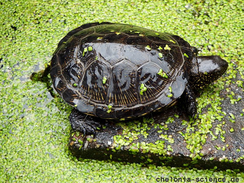 Europäische Sumpfschildkröte, Emys orbicularis, ein Tier aus Ungarn in deutscher Freilandhaltung – © Hans-Jürgen Bidmon Europäische Sumpfschildkröte, Emys orbicularis, ein Tier aus Ungarn in deutscher Freilandhaltung – © Hans-Jürgen Bidmon