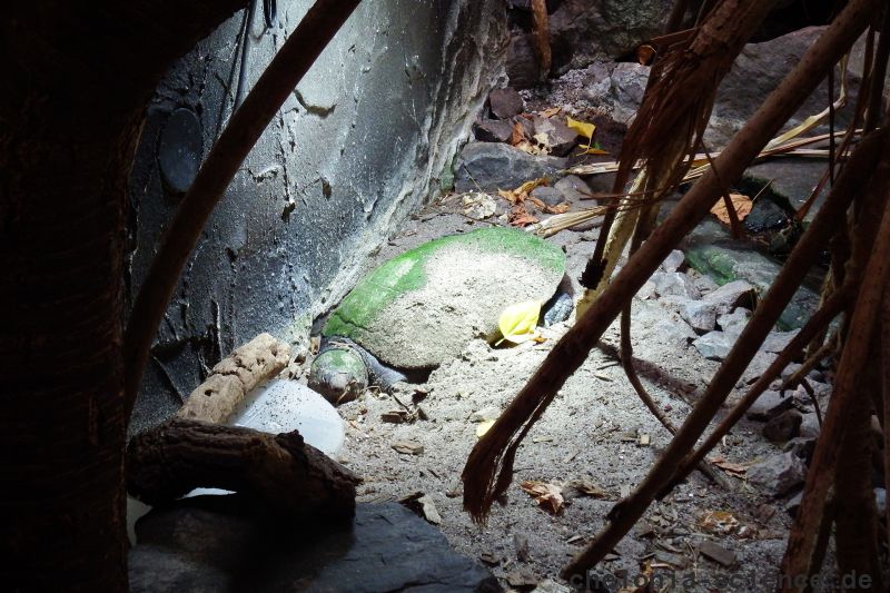Madagassische Schienenschildkröte, Erymnochelys madagascariensis, Ästivation im Sand im Zoo Landau. Übrigens das einzige in Deutschland öffentlich zu besichtigende Exemplar. – © Hans-Jürgen Bidmon, mit Freigabe des Zoo Landau Madagassische Schienenschildkröte, Erymnochelys madagascariensis, Ästivation im Sand im Zoo Landau. Übrigens das einzige in Deutschland öffentlich zu besichtigende Exemplar. – © Hans-Jürgen Bidmon, mit Freigabe des Zoo Landau