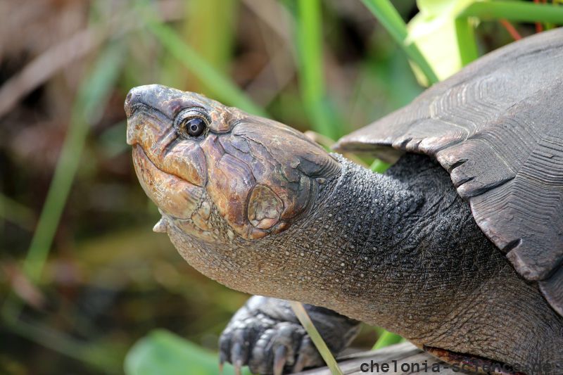 Madagassische Schienenschildkröte, Erymnochelys madagascariensis, Adultes Weibchen – © Lance Woolaver, Durral Wildlive Conservation trust Madagassische Schienenschildkröte, Erymnochelys madagascariensis, Adultes Weibchen – © Lance Woolaver, Durral Wildlive Conservation trust