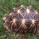 Indische Sternschildkröte (nördliche Form), Geochelone elegans actinodes, – © Bijay Raj Shrestha (Subba et al. Oryx, 59(3): 1-1) Indische Sternschildkröte (nördliche Form), Geochelone elegans actinodes, – © Bijay Raj Shrestha (Subba et al. Oryx, 59(3): 1-1)