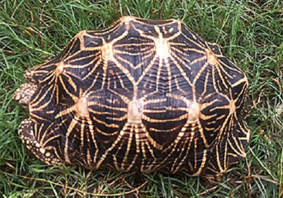 Indische Sternschildkröte, Geochelone elegans, – © Hans-Jürgen Bidmon