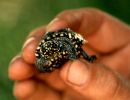 Strahlen-Dreikielschildkröte, Geoclemys hamiltonii, – © Hans-Jürgen Bidmon