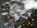 Waldbachschildkröte, Glyptemys insculpta, ein Tier im Wasserstrahl – © Hans-Jürgen Bidmon