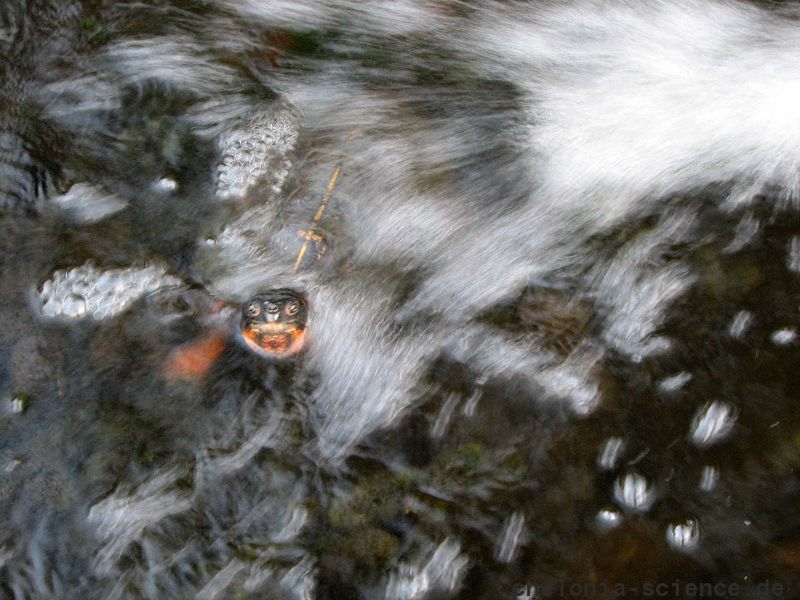 Waldbachschildkröte, Glyptemys insculpta, ein Tier im Wasserstrahl – © Hans-Jürgen Bidmon Waldbachschildkröte, Glyptemys insculpta, ein Tier im Wasserstrahl – © Hans-Jürgen Bidmon
