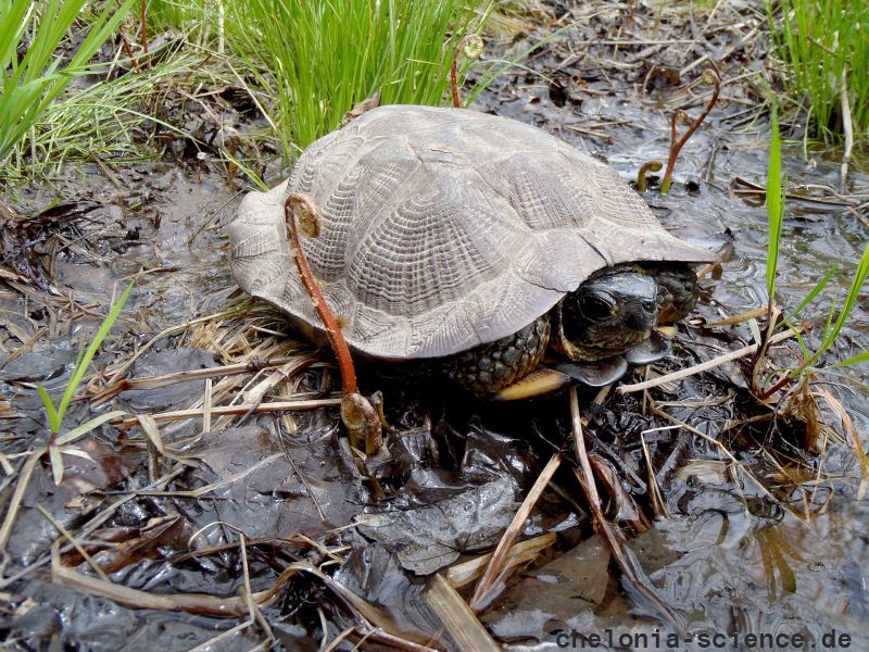 Waldbachschildkröte, Glyptemys insculpta, – © Donald J. Brown Waldbachschildkröte, Glyptemys insculpta, – © Donald J. Brown