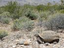 Kalifornische Gopherschildkröte, Gopherus agassizii, – © Roy C. Averill-Murray Kalifornische Gopherschildkröte, Gopherus agassizii, – © Roy C. Averill-Murray