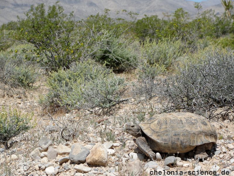 Kalifornische Gopherschildkröte, Gopherus agassizii, – © Roy C. Averill-Murray Kalifornische Gopherschildkröte, Gopherus agassizii, – © Roy C. Averill-Murray