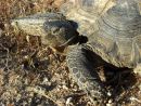 Kalifornische Gopherschildkröte, Gopherus agassizii, Portrait eines adulten Männchens aus der Lokalität Mesa – © Jeff E. Lovich Kalifornische Gopherschildkröte, Gopherus agassizii, Portrait eines adulten Männchens aus der Lokalität Mesa – © Jeff E. Lovich